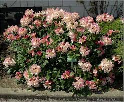 Rhododendron Percy Wiseman Rhododendron Shade Garden Flowers