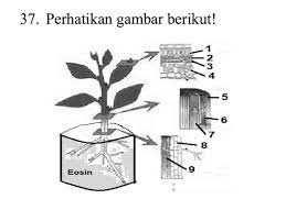Makanan bergerak ke bawah melalui tisu floem ke akar. Pada Percobaan Pengamatan Sistem Pengangkutan Zat Pada Tumbuhan Tampak Bagian Yang Berwarna Merah Brainly Co Id