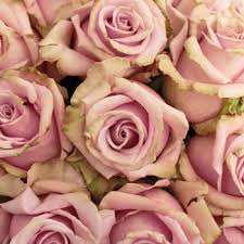 Bulk A Cappella Antique Lavender Purple Roses Fiftyflowers Lil pump d rose 10 hours. bulk a cappella antique lavender purple roses fiftyflowers
