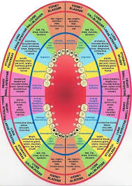 Meridian Tooth Chart Teeth To Organs Relationship News