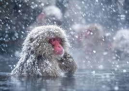Baby monkey happy has his bath and is still a cry baby! Scientists Discover Why Japanese Snow Monkeys Like A Long Hot Bath Lonely Planet
