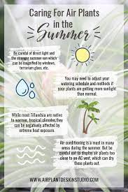 Caring For Air Plants In The Summer Months Air Plants Care Air Plants Plant Care