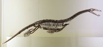 Pengertian renang aktivitas menggerakan, mengapungkan atau mengangkat seluruh bagian tubuh ke atas permukaan air dengan menggerakan kaki ataupun lengan.renang biasanya dilakukan tanpa perlengkapan bantuan. Nothosaurus Wikipedia