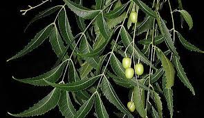 Image result for Azadirachta indica