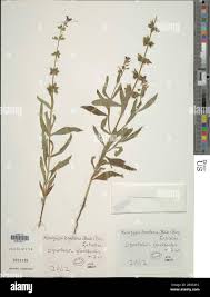 Image result for Syncolostemon elliottii