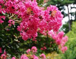 If you prune crepe myrtle once they start growing for the season you are likely to cut off the part of the stems that will develop the flower buds for the season. Crape Myrtles What You Need To Know About These Summer Bloomers
