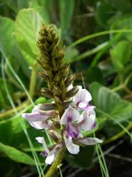 Image result for Pseudovigna