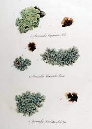 Parmotrema Perlatum Wikipedia