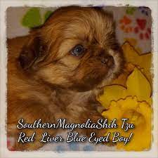 Their name means lion, so they are sometimes referred to as. Southern Magnolia Shih Tzu S Home Facebook