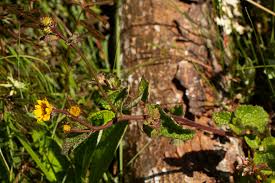 Image result for Anisopappus chinensis