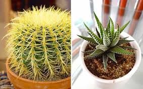 Kaktus tiang totem (pachycereus schottii monstrosus) nama kaktus tiang totem disebut karena bentuknya yang tinggi, bisa 10 hingga 12 kaki. Aneka Rekomendasi Jenis Kaktus Hias Mini Yang Bakal Mempercantik Ruanganmu Blog Unik