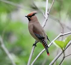 Japanese Waxwing Mp Jpg 550 500 Similar To A Bohemian Waxwing But Note The Red Tail Band Bohemian Waxwing Bird Watching Japanese