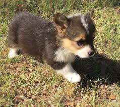 Black And Brown Corgi Puppy Litter Of 3 Pembroke Welsh Corgi Puppies For Sale In Comanche Tx Adn 29910 On Puppyfinder Com Gender Femal Corgi Puppies For Sale Pembroke Welsh Corgi Corgi