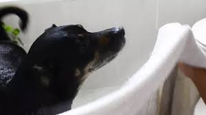 We all want our dogs to smell heavenly, and many dog parents want to know how to make their dogs not stink! 5 Ways To Make Your Dog Smell Better Wikihow Pet