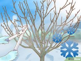 The aim is to create an open goblet shape with a framework of four to five main branches. 3 Ways To Prune A Fruit Tree Wikihow