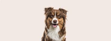 Image result for australian shepherd