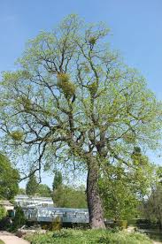 Image result for Juglans