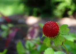 A google ingyenes szolgáltatása azonnal lefordítja a szavakat, kifejezéseket és weboldalakat a magyar és több mint 100 további nyelv kombinációjában. Green Witch Plant Profile Creating Mock Strawberry Magick Gwyn