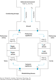 function and structure of the respiratory system pulmonary