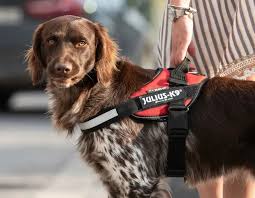 Best Harness for Dogs That Pull: A Guide to Better Walking Behaviours