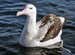 Wandering Alabatross - Antarctica birds fact file
