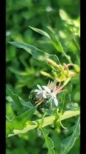 Image result for Helinus spartioides