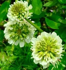 Image result for Swertia tetrandra