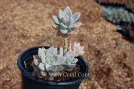 Like many succulents, ghost flower plants prefer crowded environments. Graptopetalum Paraguayense The Ghost Plant Cacti Com