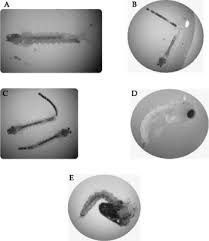 Image result for Kotschya uguenensis