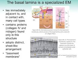 What are nonmembranous organelles 4. Fundamentals Of Cell Biology Ppt Video Online Download