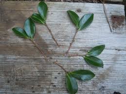 Mediocre Camelia Propagation Works For Roses Azalea Gardenia Other Woody Broad Leafed Plants Supposedly Propagating Plants Propagation Camellia Plant