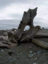 Drift Wood Driftwood Beach Woods Photography Beach Photography