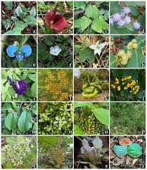 Image result for Olax pentandra