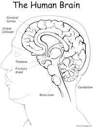 Explore the hornet and hippo parts of your brain with this cool coloring page that identifies different organs inside your brain. The Human Brain Coloring Pages Printable