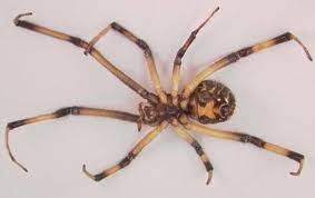 The World S 14 Most Dangerous Venomous Spiders You Should Avoid At All Costs Black Widow Spider Widow Spider Spider Venom