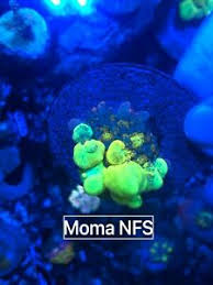 Pick up in guttenberg or teaneck best way to reach me is by text 5514047608 willing to trade as well as meet up at manhattan aquarium. Aquarium Mushroom Corals For Sale In Stock Ebay