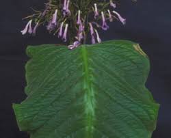 Image result for Streptocarpus eylesii × michelmorei