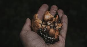 Shrooms And Drug Tests What To Know American Substance Abuse Professionals Inc