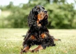 Image result for skotský setr gordonsetr