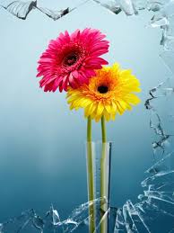 Beautiful Flowers Photos Hd Wallpaper Beautiful Flowers Wallpapers Beautiful Flowers Images Beautiful Flowers Photos