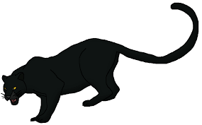 So many black panthers live in dense. Black Panther Wildlife Animal Pedia Wiki Fandom