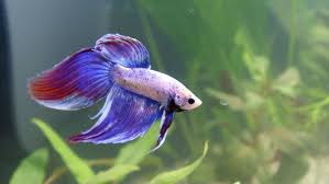 Male Veiltail Betta Fish Pet Care Fish Betta Fish