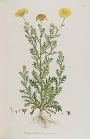 Image result for Glebionis