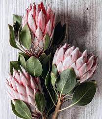 Art Istic Licence King Protea By Jane Greystone Janegraystone Kingproteas Proteas Flor Flowe Protea Flower Beautiful Flowers Beautiful Flowers Wallpapers