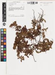 Image result for Arthropteris palisotii