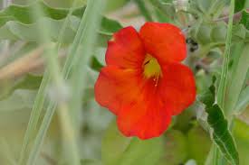 Image result for Pterodiscus angustifolius