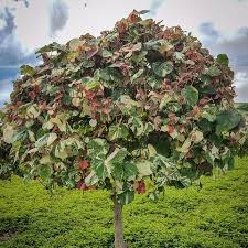 Image result for Hibiscus tiliaceus