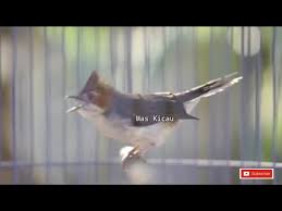 Tersedia macam macam suara burung mp3 mulai dari burung kacer, lovebird, kenari, murai batu, prenjak, ciblek, cendet, perkutu, kutilang dan masih banyak lainnya. Harga Burung Yuhina Masnurul