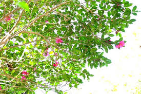 Image result for Theaceae