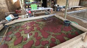 Manfaat daun ketapang untuk budidaya ikan. Ide Usaha Budidaya Cacing Sutra Air Bersih Tanpa Media Lumpur Youtube